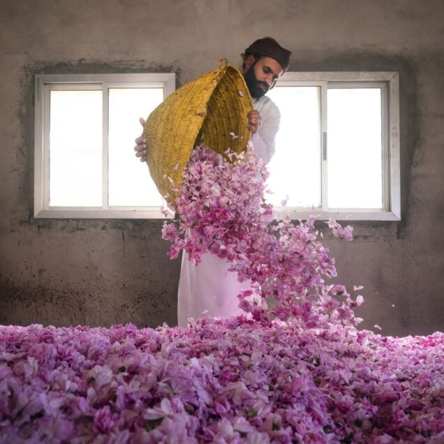 Rose Harvesting Season